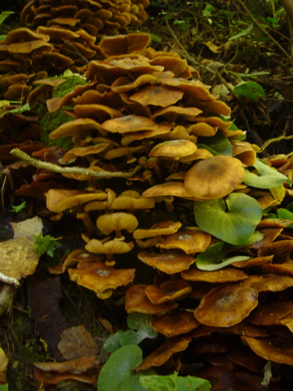 Armillaria mellea?