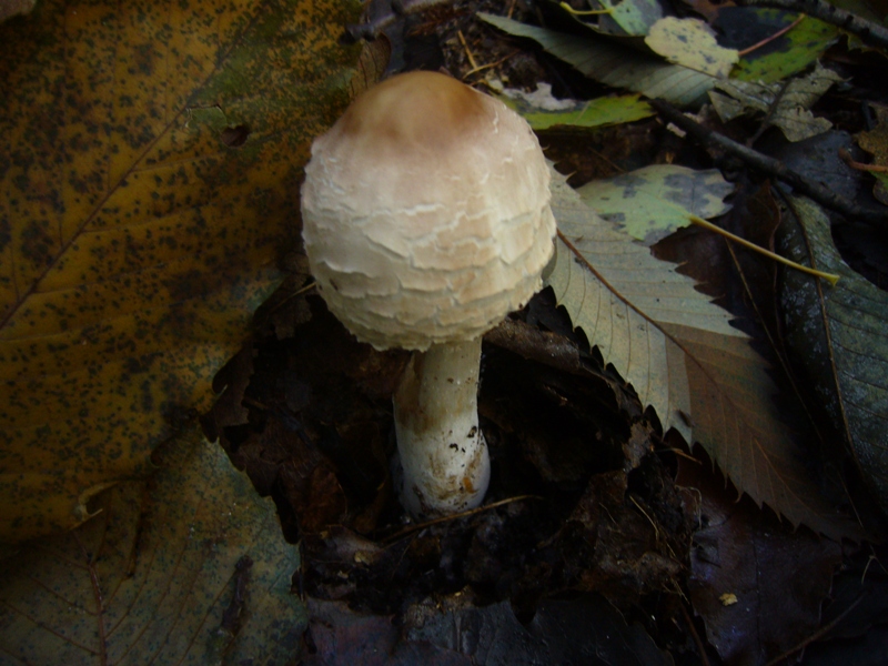 Macrolepiota