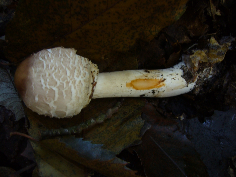 Macrolepiota