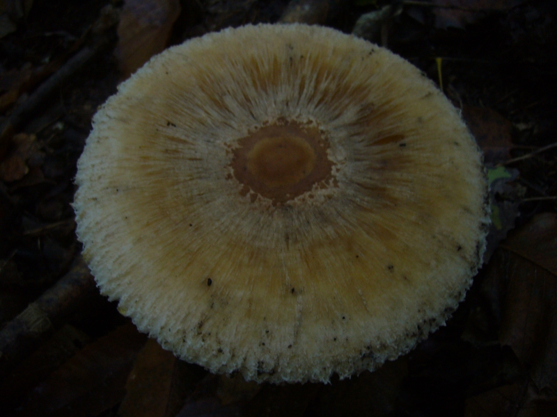 Macrolepiota