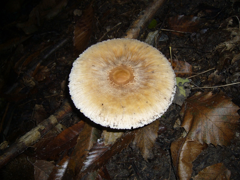 Macrolepiota