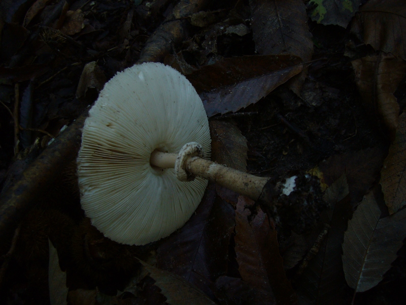 Macrolepiota