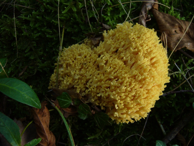 Ramaria