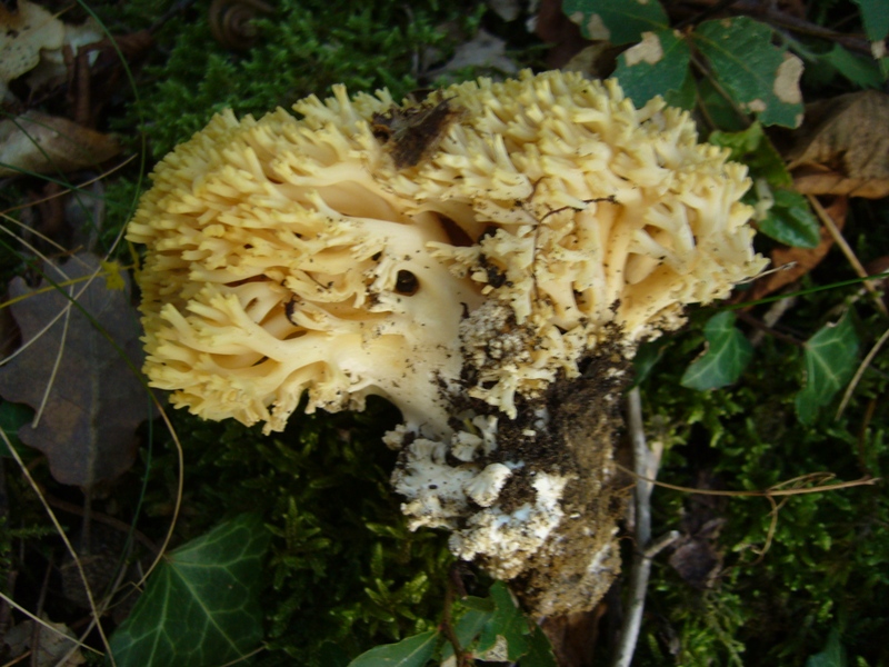 Ramaria