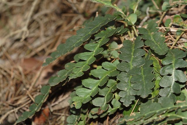 Asplenium ceterach / Cedracca comune