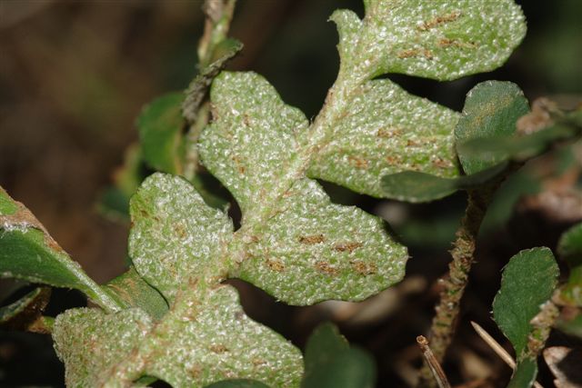 Asplenium ceterach / Cedracca comune