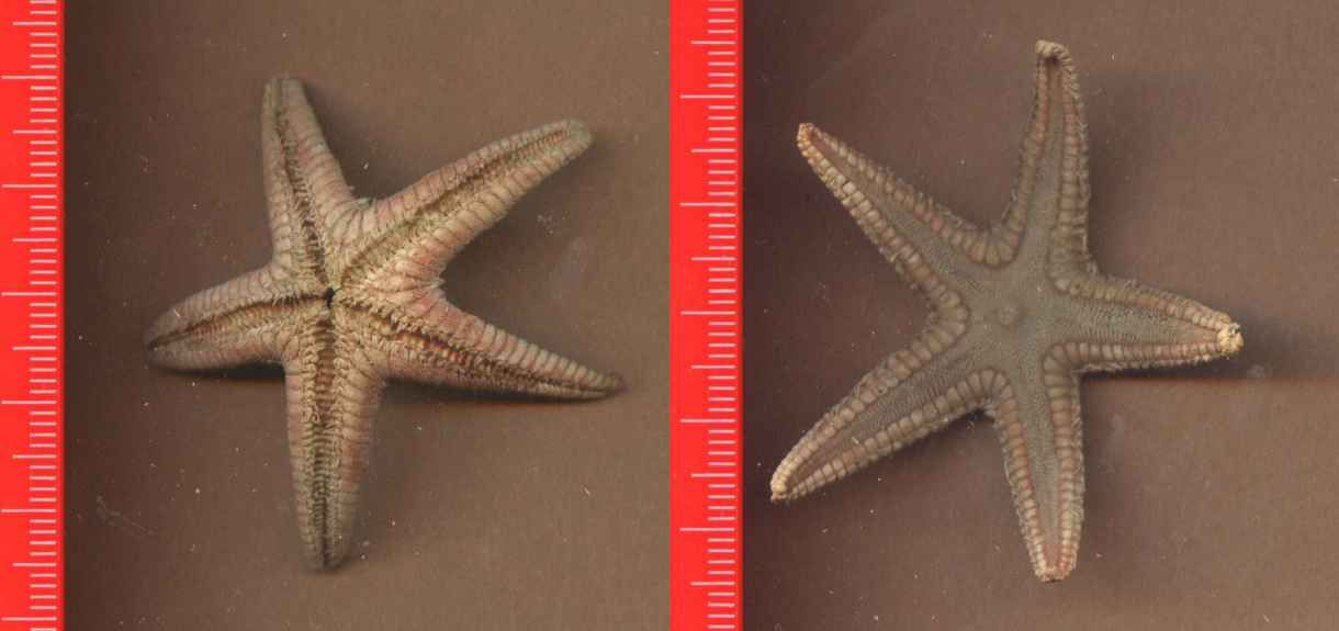 Esemplari spiaggiati: P. lividus e Astropecten irregularis