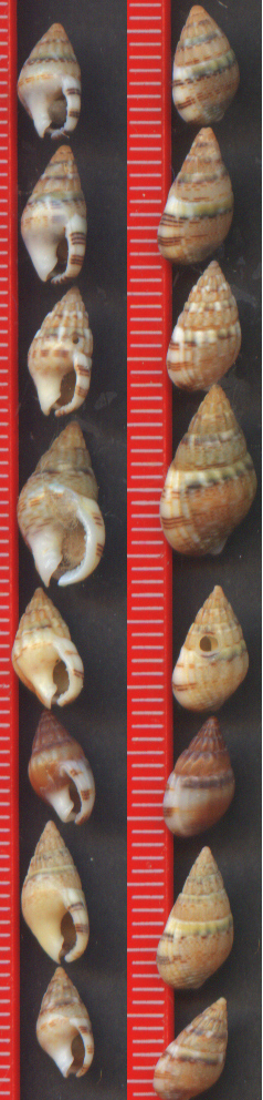 nassarius cuvierii??