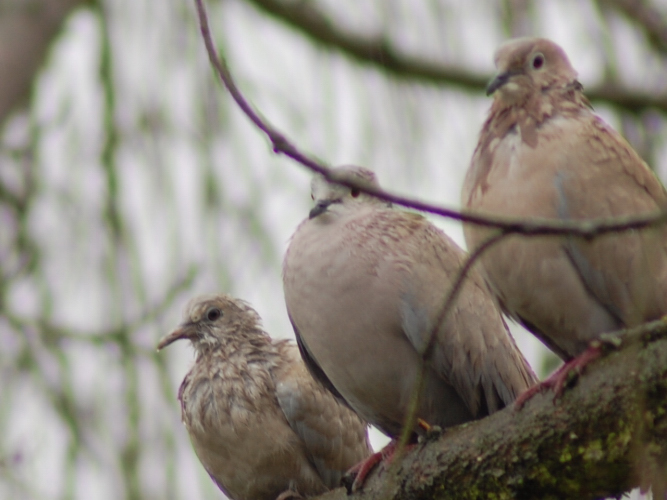 La famigliola riunita (Streptopelia decaocto)