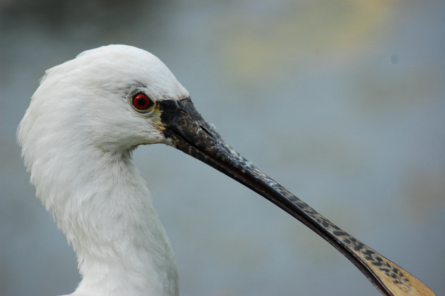 Platalea leucorodia