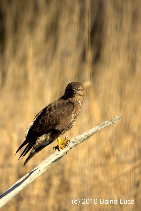 Poiana (Buteo buteo) bulgara.