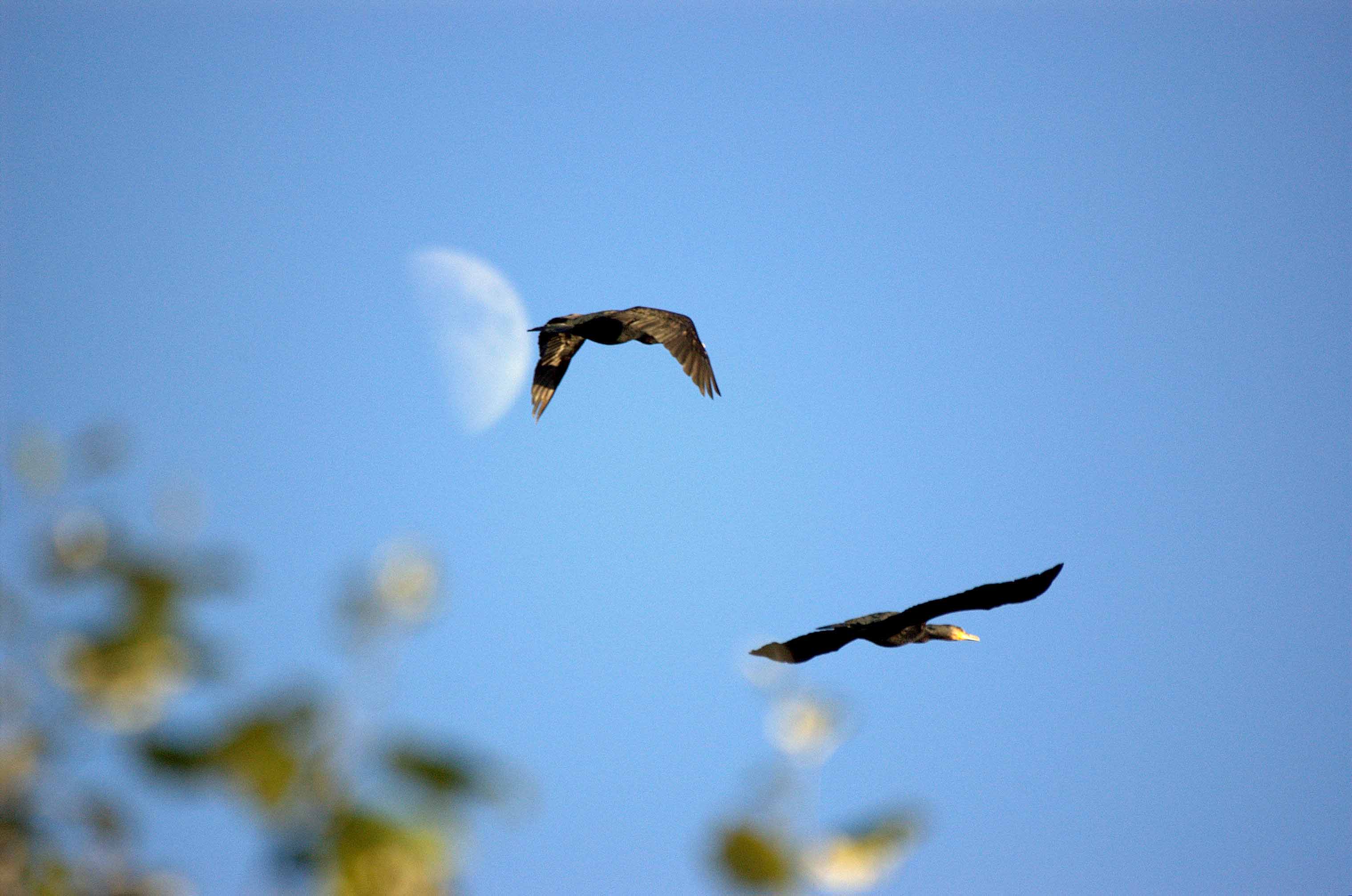 cormorani lunatici