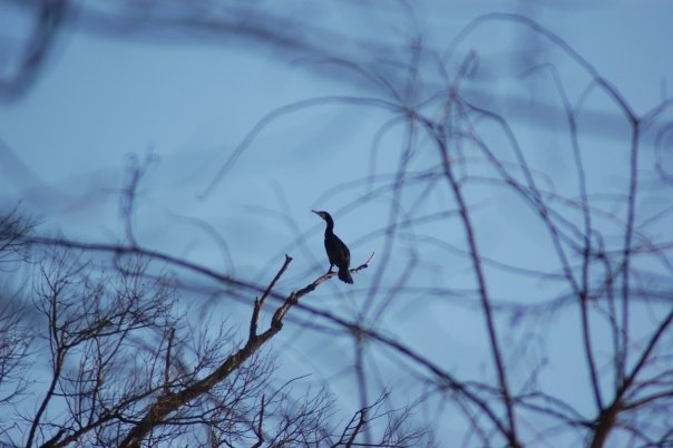 Alcuni incontri di oggi (Parco del Po)