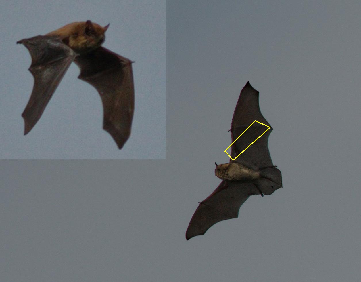 Pipistrello in volo da identificare