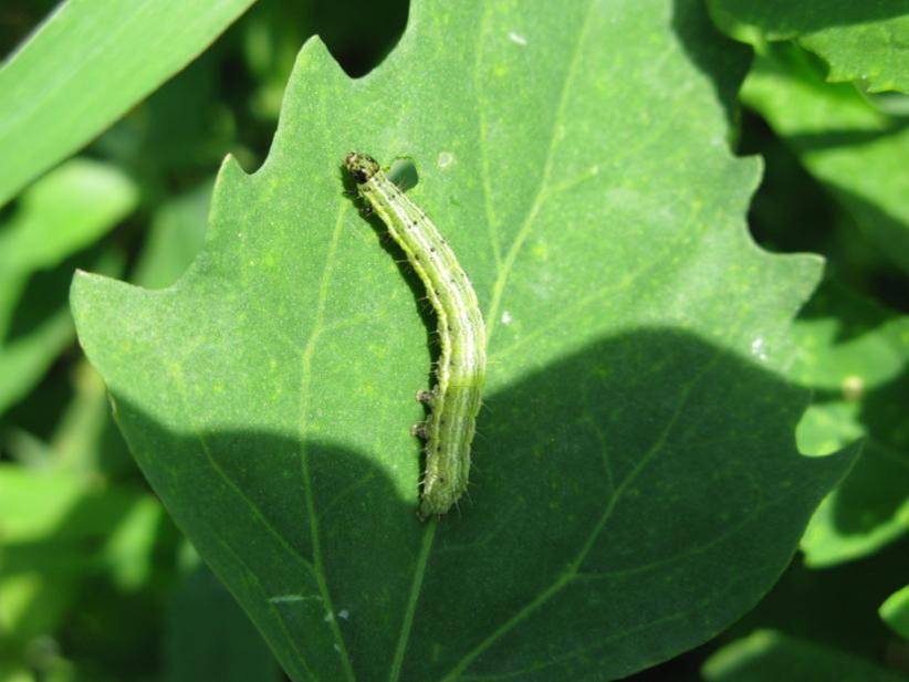 Noctuidae presumo, sapete la specie?