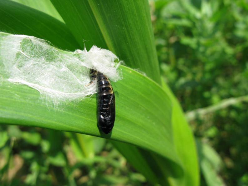 Noctuidae presumo, sapete la specie?