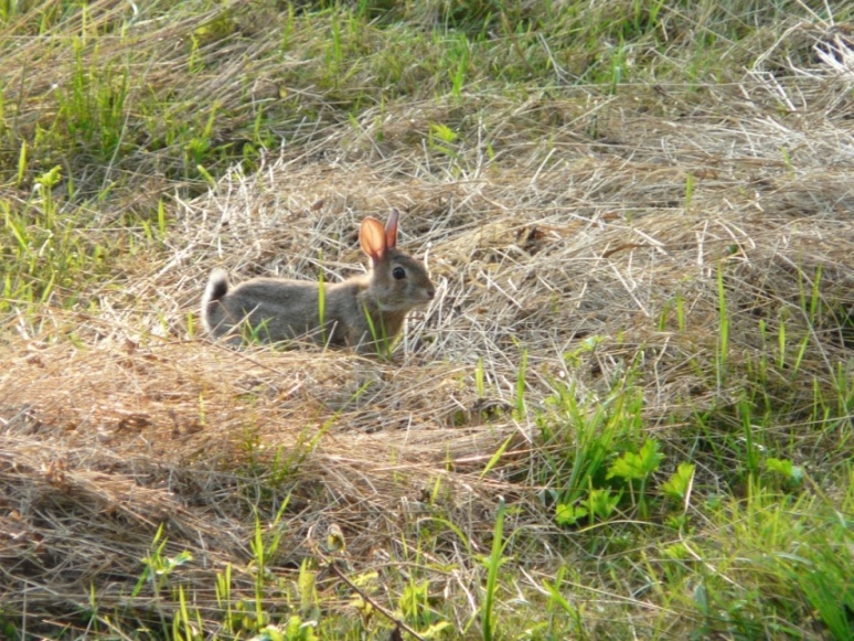 Sylvilagus floridanus - Parco della Mandria (TO)