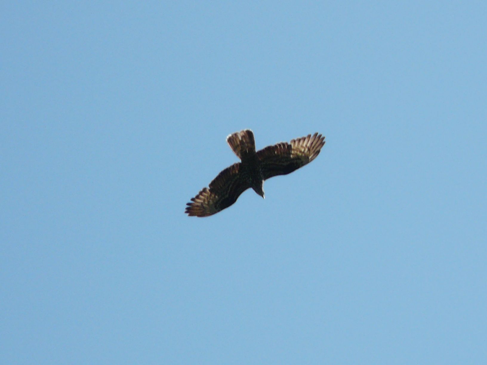 Qualche uccello da identificare