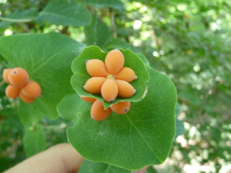 Lonicera caprifolium / Caprifoglio