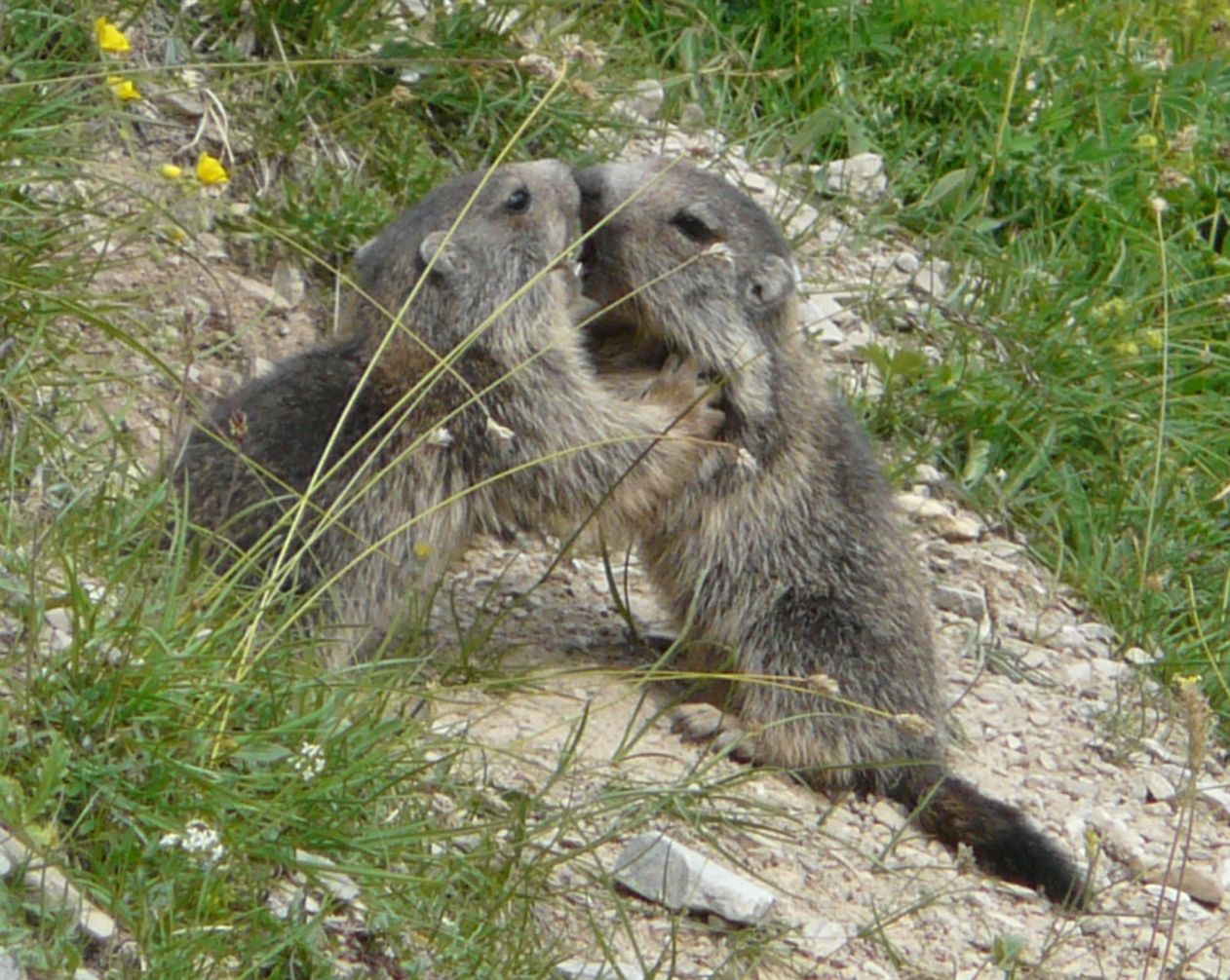 Giovani marmotte - Valle Stura (CN)