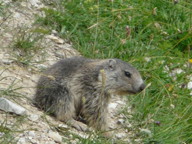 Giovani marmotte - Valle Stura (CN)