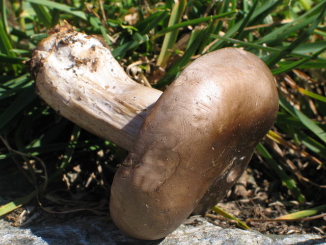 Leucopaxillus amarus (Val d''Ultimo- BZ)