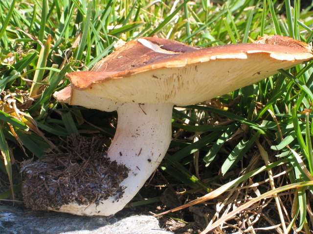 Leucopaxillus amarus (Val d''Ultimo- BZ)