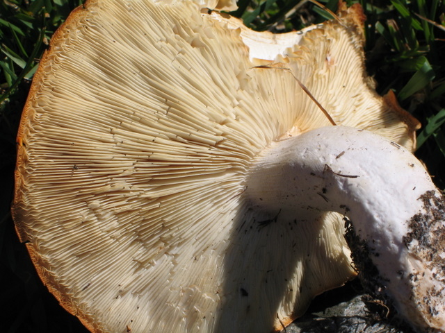 Leucopaxillus amarus (Val d''Ultimo- BZ)