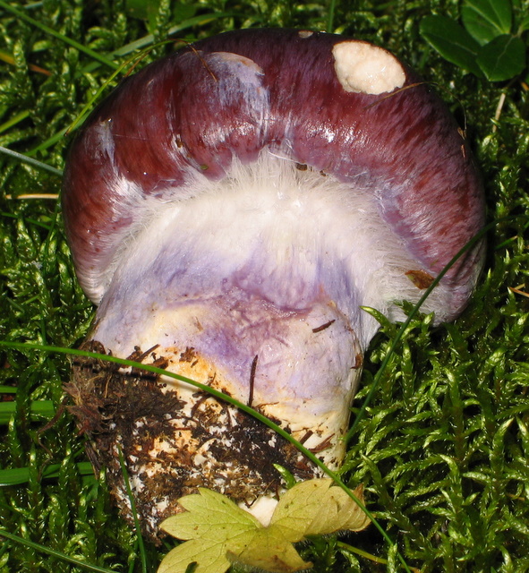 Val d''ultimo N. 4 (Cortinarius sp.)