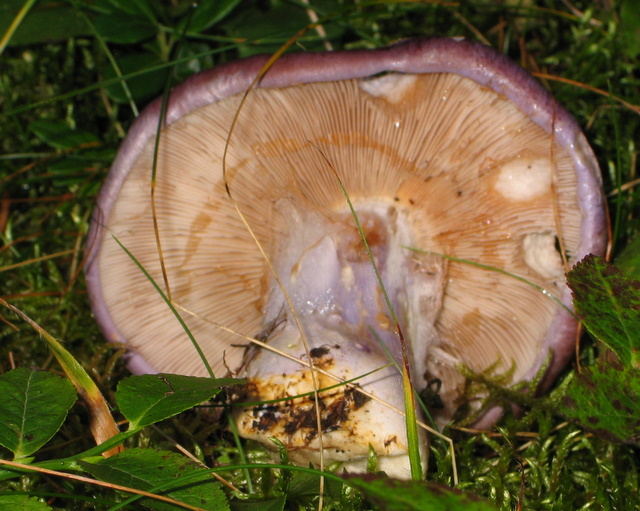 Val d''ultimo N. 4 (Cortinarius sp.)