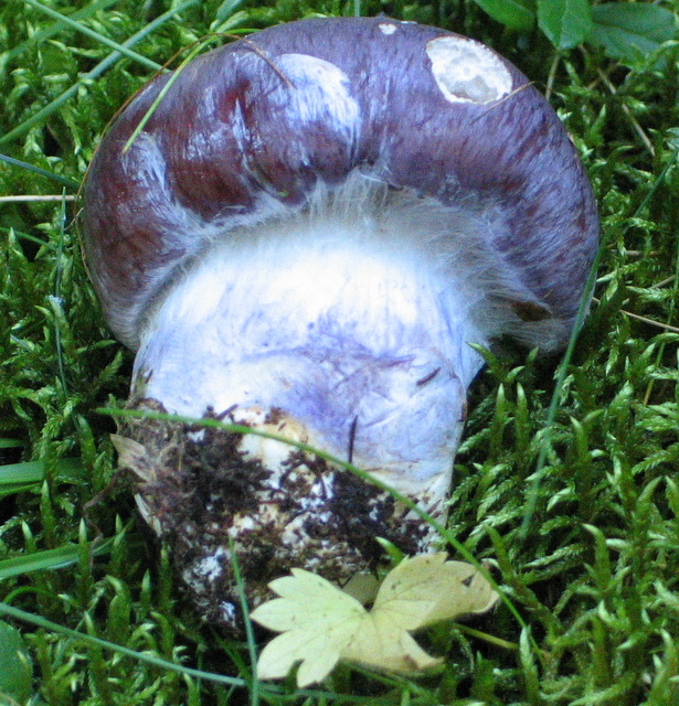 Val d''ultimo N. 4 (Cortinarius sp.)