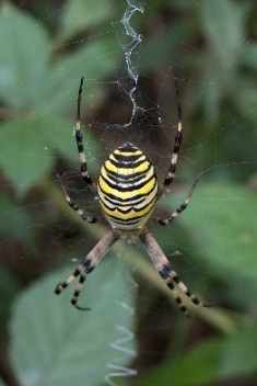 Argiope bruennichi