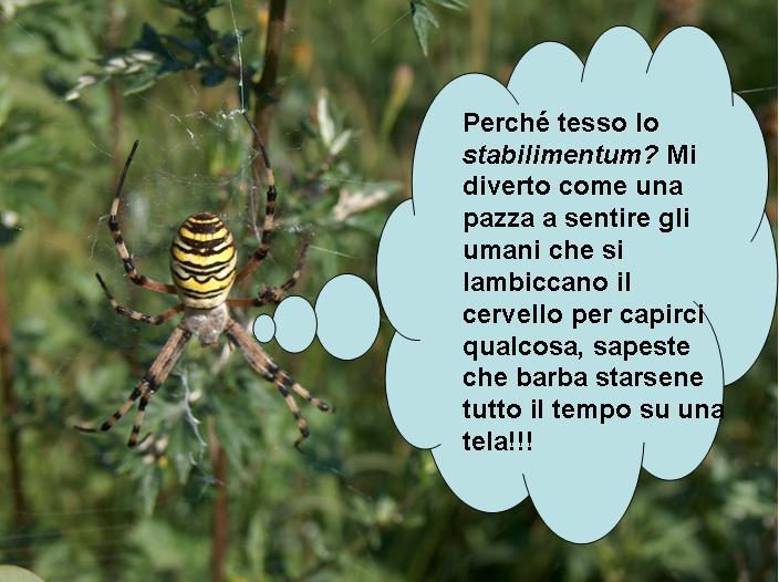 Argiope bruennichi