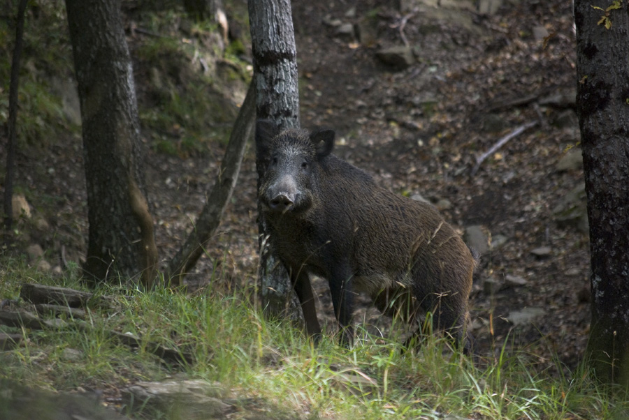 IL CINGHIALE