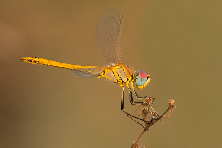 Libellula da identificare - Sympetrum fonscolombei (imm.)