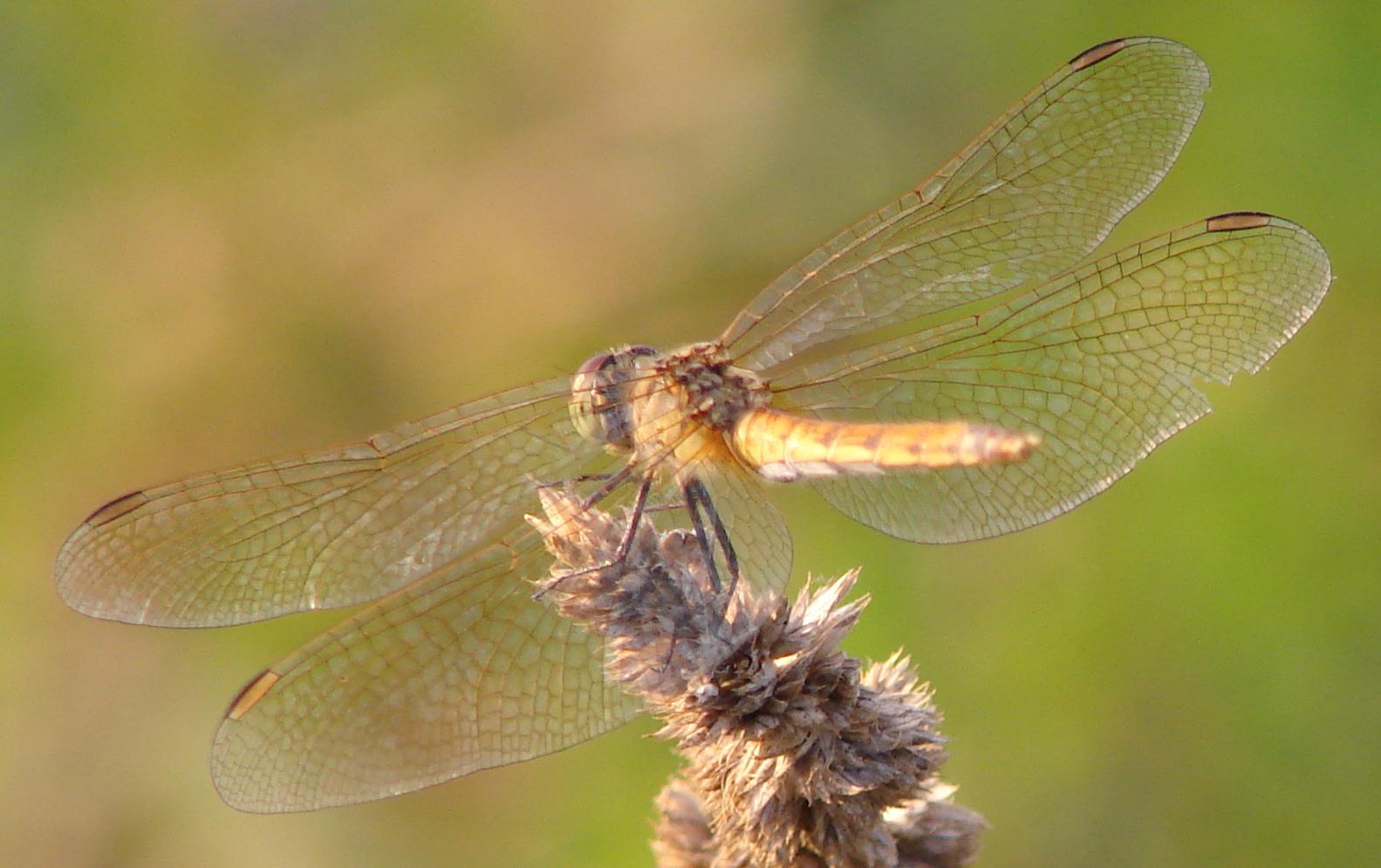 Crocothemis erythraea e Sympetrum depressiusculum