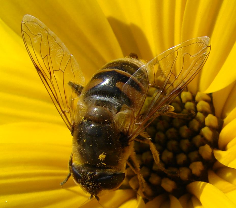 Eristalis sp. (Syrphidae)