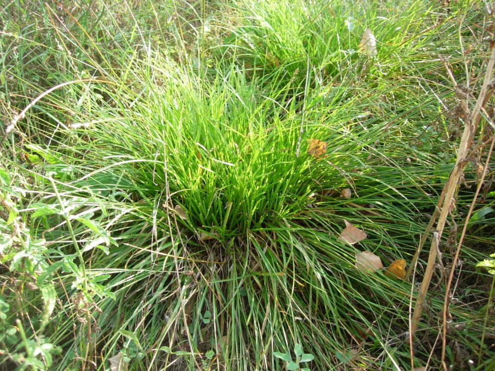 Carex sp