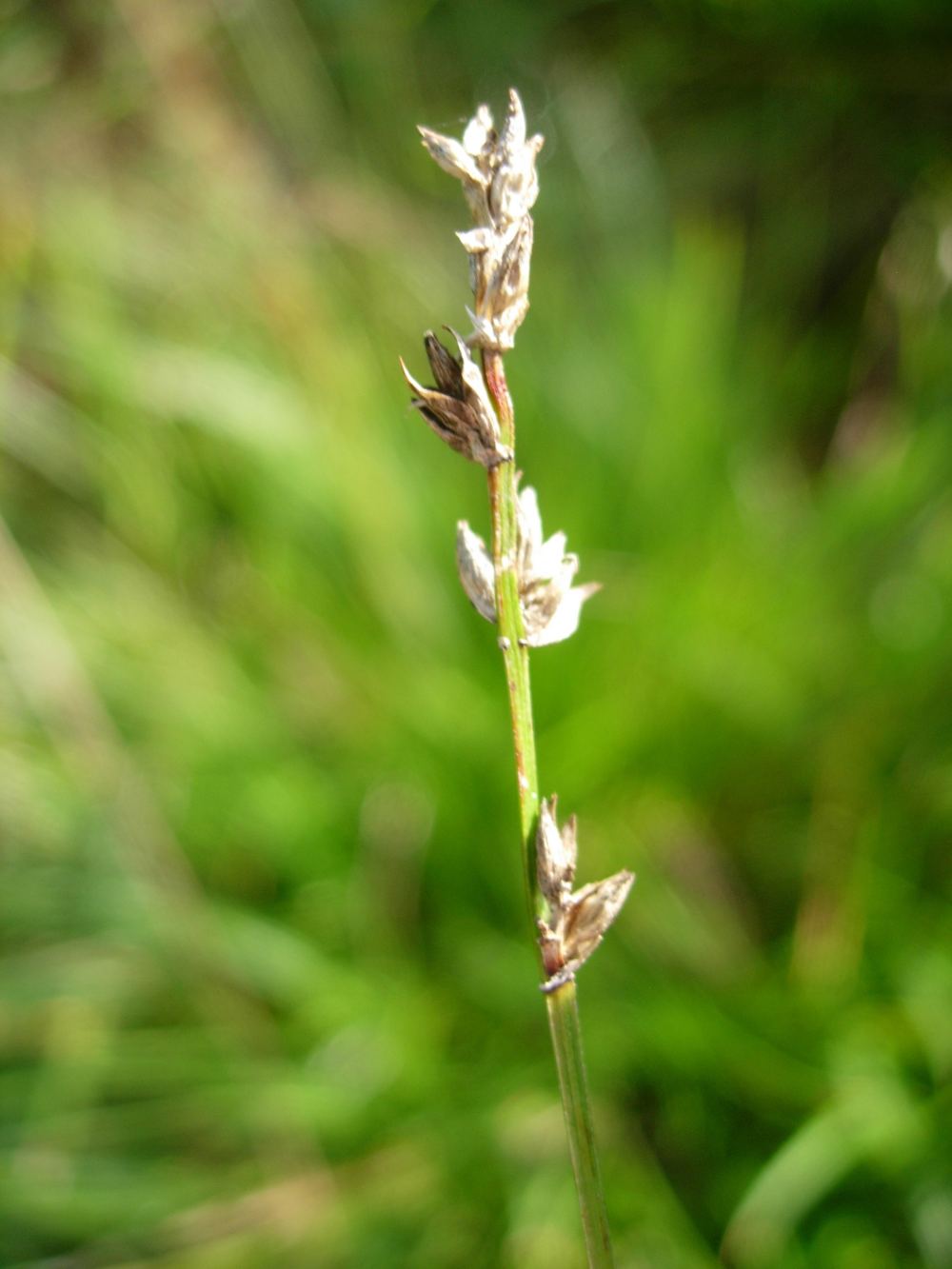 Carex sp