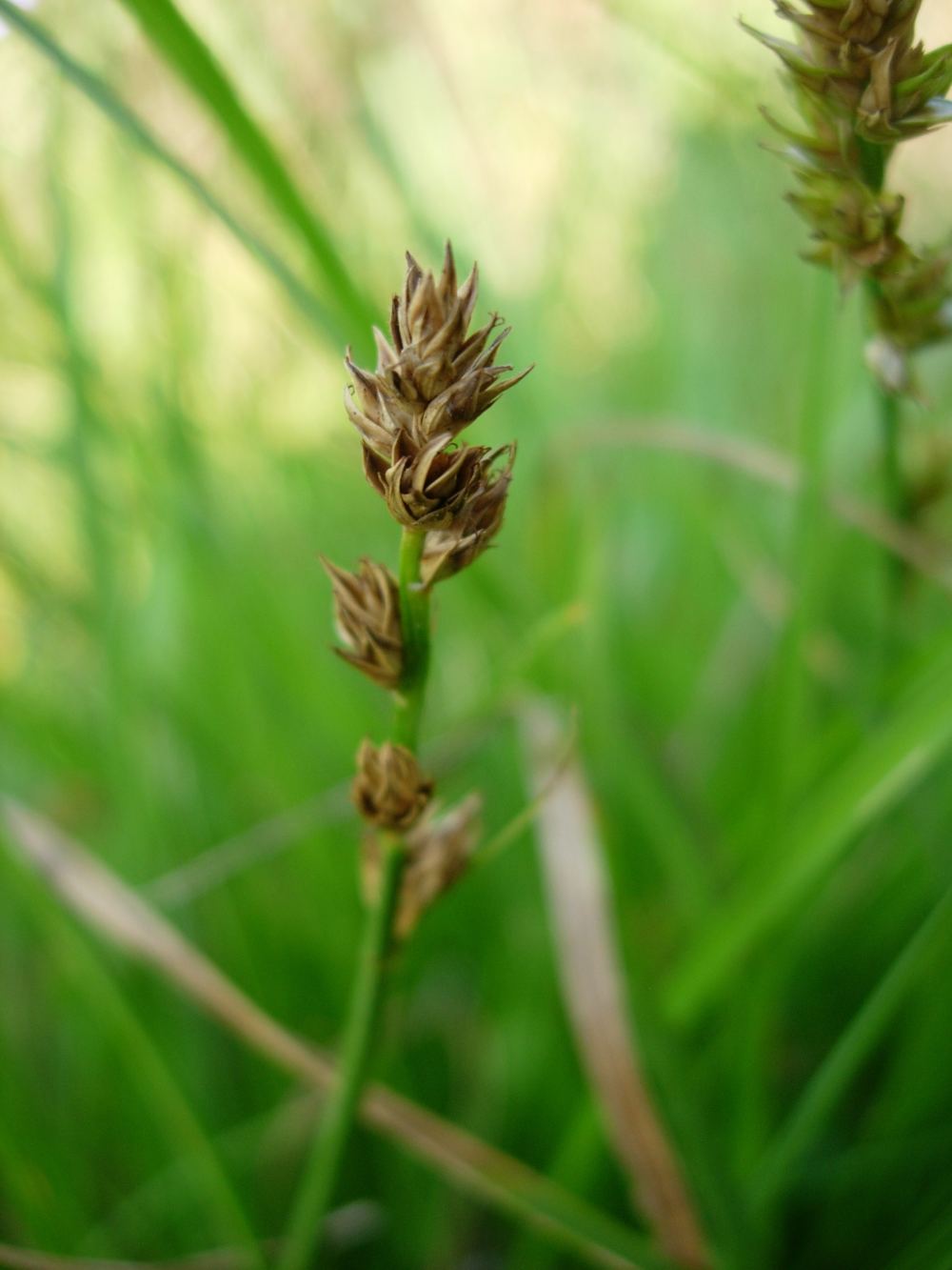 Carex sp