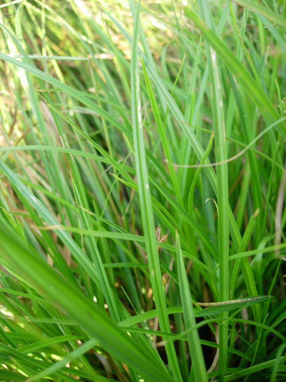 Carex sp