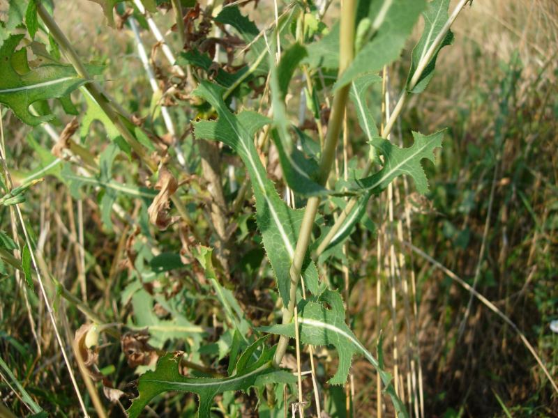 Lactuca sativa subsp. serriola / Lattuga selvatica