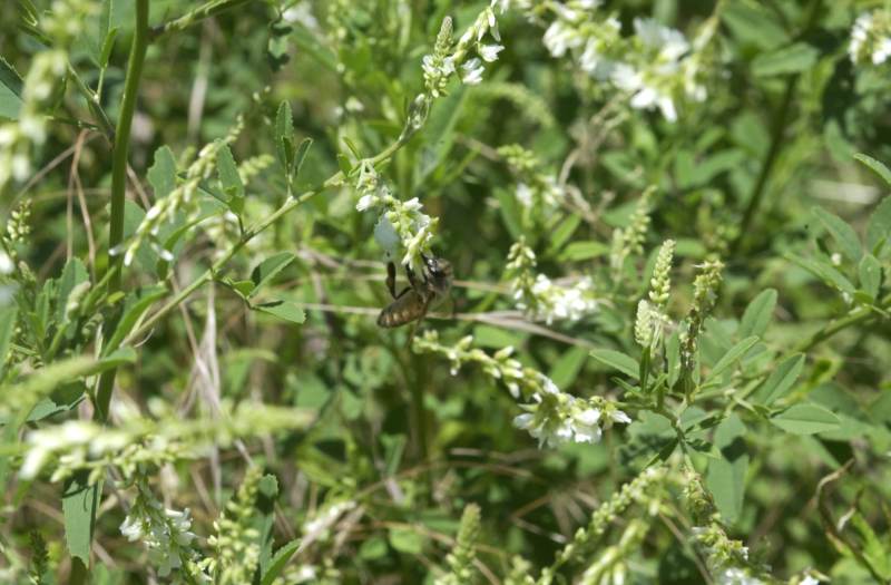 Trigonella alba (=Melilotus albus)