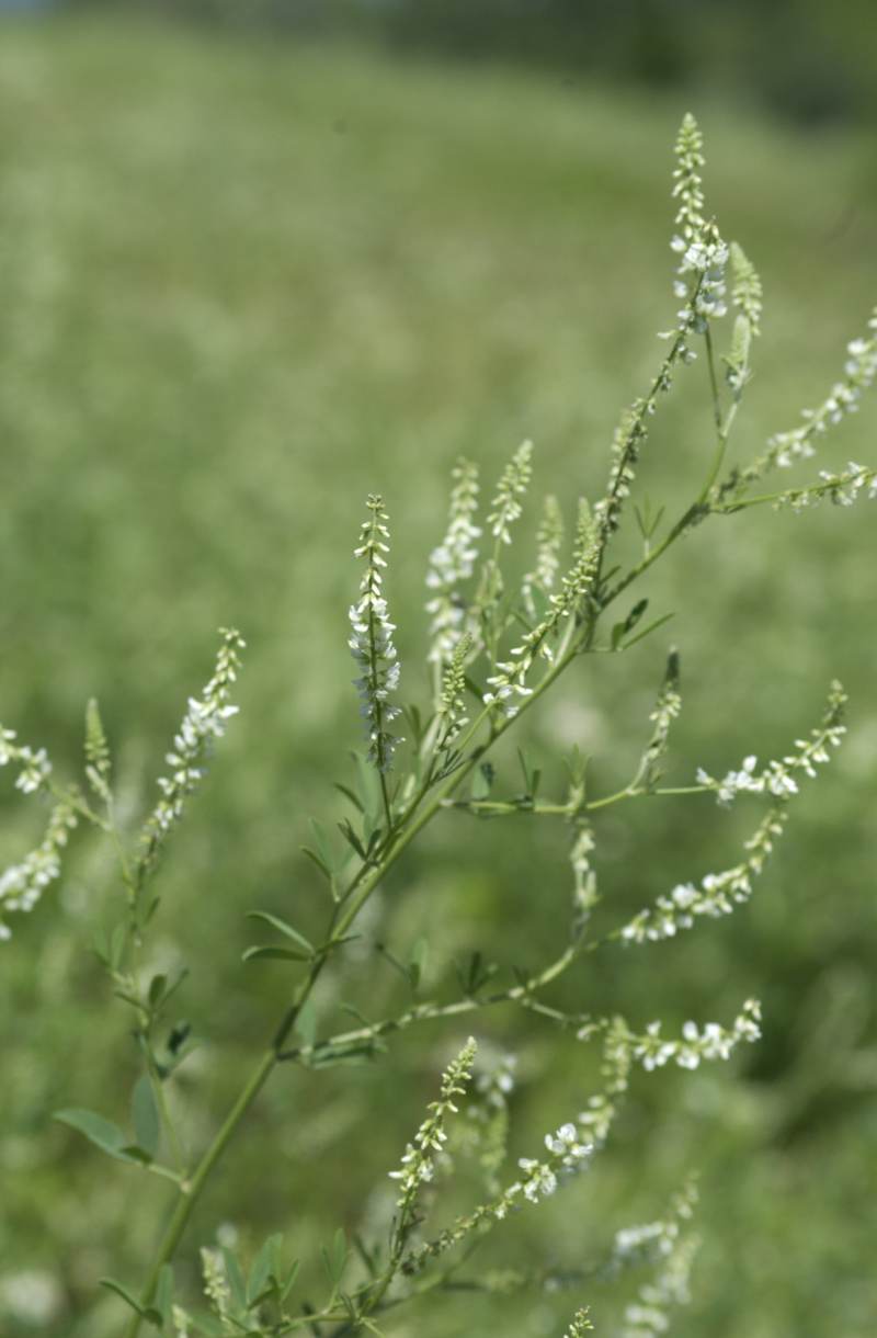 Trigonella alba (=Melilotus albus)