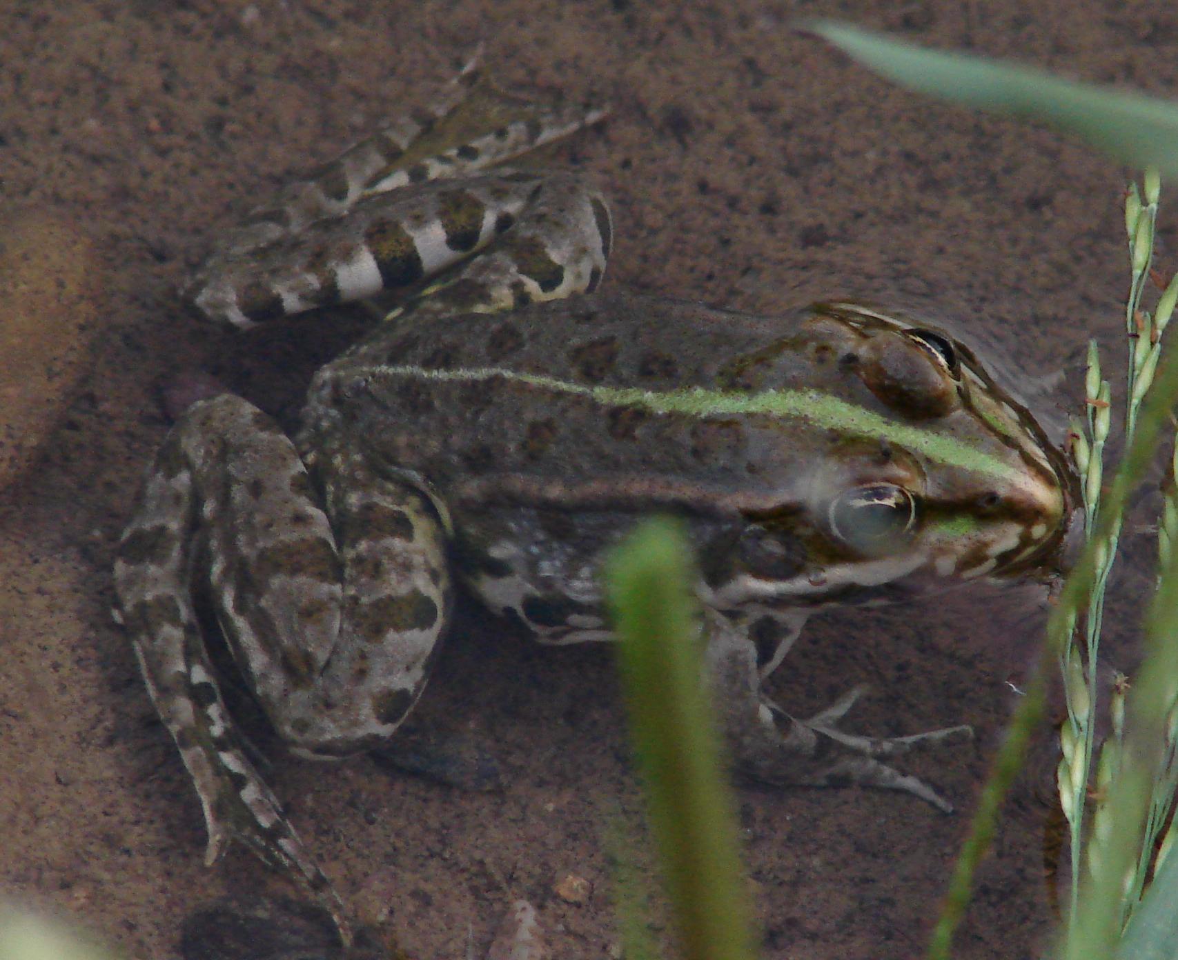 Pelophylax ibrida