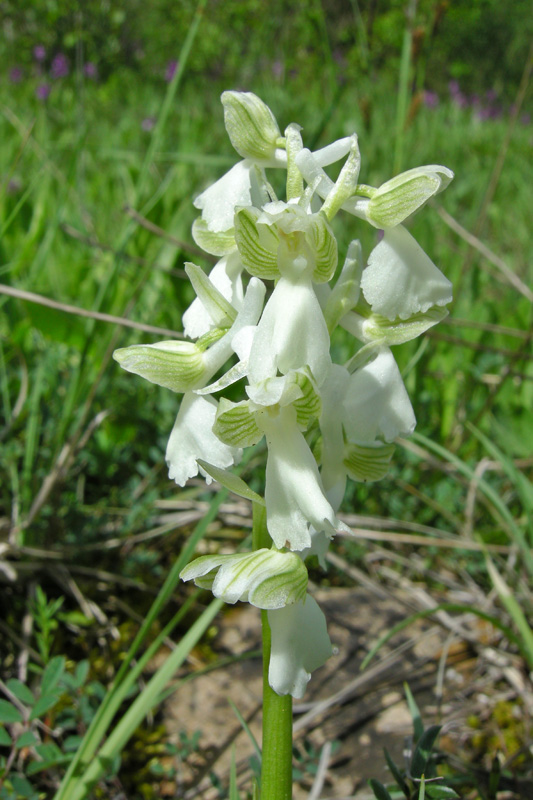 Orchidee del Chianti - Ophrys sphegodes e altre...