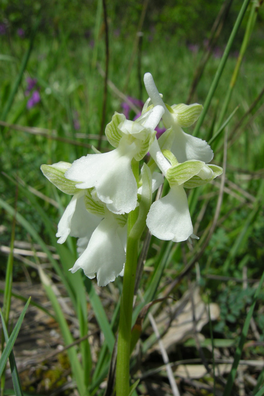 Orchidee del Chianti - Ophrys sphegodes e altre...