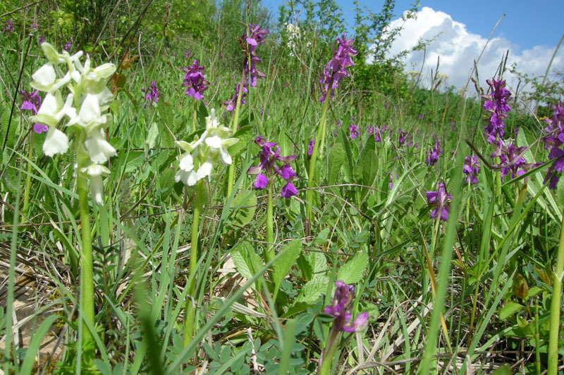 Orchidee del Chianti - Ophrys sphegodes e altre...