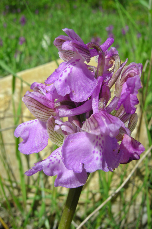 Orchidee del Chianti - Ophrys sphegodes e altre...