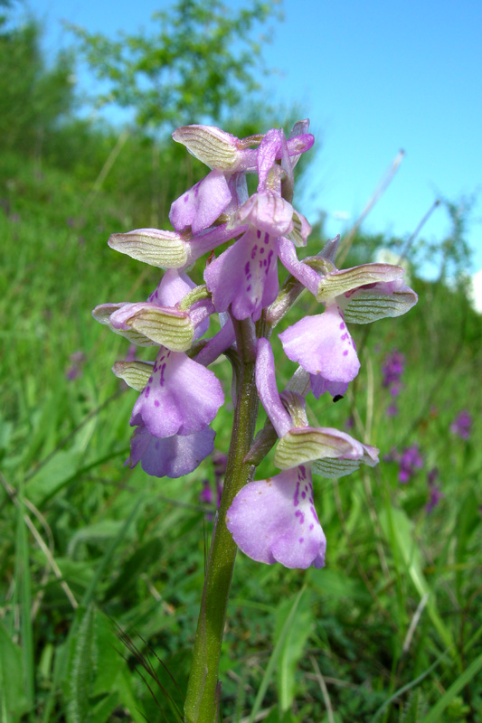 Orchidee del Chianti - Ophrys sphegodes e altre...